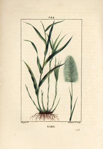 Intian nard, osoittaa, spicanard - Spikenard, Andropogon nardus, lehtiä, juuria ja kukkia. Lambert Juniorin käsinvärinen pistekuparikaiverrus Pierre Jean-Francois Turpinin piirustuksesta Chaumetonista, Poiret