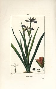 Iris fetide tai iirisjalka, haiseva iiris - Haiseva iiris, Iris foetida, jossa kukka, lehti ja siemenpalko. Dubois