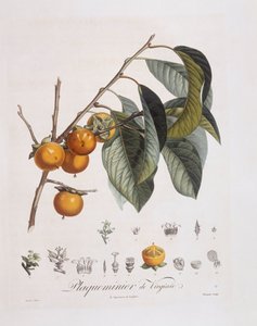 Japanilainen kaki tai kaki (Diospyros kaki), Henry Louis Duhamel du Monceau, Pierre Jean Francois Turpinin kasvitieteellinen levy tekijältä Pierre Jean Francois Turpin