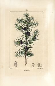 Katajapuu, Juniperus vulgaris, jossa näkyy lehtiä, marjoja ja varsia. Lambert Juniorin käsinvärinen pistekuparikaiverrus Pierre Jean-Francois Turpinin piirustuksesta Chaumetonista, Poiret
