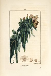 Jusquiame - Poison hanbane, Hyoscyamus vulgaris, kukka, lehti ja siemen. Lambert Juniorin käsinvärinen pistekuparikaiverrus Pierre Jean-Francois Turpinin piirustuksesta Chaumetonista, Poiret