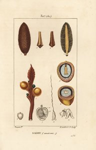 Suuret oksat tai suuret cycas-siemenet - Queen-sago, Cycas circinalis, jossa siemen ja leikkaus. Uhanalainen. Lambert Juniorin käsinvärinen pistekuparikaiverrus Pierre Jean-Francois Turpinin piirustuksesta Chaumetonista, Poiret