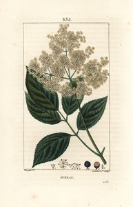 Iso seljanmarja tai mustaselja - Tavallinen selnikko, Sambucus nigra. Lambert Juniorin käsinvärinen pistekuparikaiverrus Pierre Jean-Francois Turpinin piirroksesta Chaumetonista, Poiret