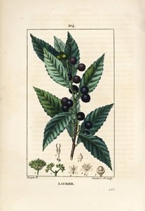 Laakeripuu, Laurus nobilis, lehtiä, marjoja ja siemeniä. Lambert Juniorin käsinvärinen pistekuparikaiverrus Pierre Jean-Francois Turpinin piirustuksesta Chaumetonista, Poiret