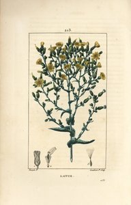 Salaatti - salaatti, Lactuca sativa. Lambert Juniorin käsinvärinen pistekuparikaiverrus Pierre Jean-Francois Turpinin piirustuksesta Chaumetonista, Poiret
