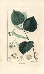 Lehmus tai lehmus, Tilia europea, lehtiä, oksia, kukkia ja siemeniä. Lambert Juniorin käsinvärinen pistekuparikaiverrus Pierre Jean-Francois Turpinin piirroksesta Chaumetonista, Poiret