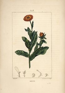 Kehäkukka, Calendula officinalis, kukka, lehti ja varsi. Lambert Juniorin käsinvärinen pistekuparikaiverrus Pierre Jean-Francois Turpinin piirustuksesta Chaumetonista, Poiret
