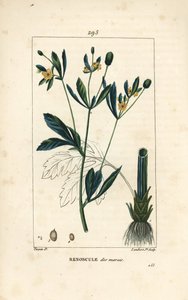 Marsh caltha, suopopulaatio tai vesikehäkukka - Suo kehäkukka tai suovarikselkä, Caltha palustris (Ranunculus palustris), jossa on kukka, lehti, varsi, juuri ja siemen. Lambert Juniorin käsinvärinen pistekuparikaiverrus Pierre Jean piirroksesta tekijältä Pierre Jean Francois Turpin