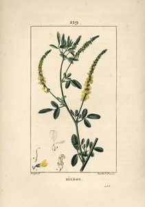 Melilot - Melilot apilotti, Melitotus officinarum. Lambert Juniorin käsinvärinen pistekuparikaiverrus Pierre Jean-Francois Turpinin piirustuksesta Chaumetonista, Poiret