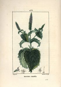 Mint crispee, pörröinen tai ontto - Kihartunut minttu, Mentha crispa. Lambert Juniorin käsinvärinen pistekuparikaiverrus Pierre Jean-Francois Turpinin piirustuksesta Chaumetonista, Poiret