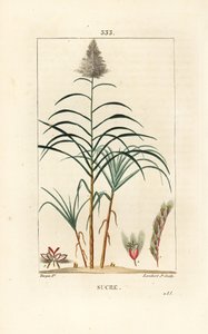 Jaloruoko - Sokeriruoko, Saccharum officinarum. Lambert Juniorin käsinvärinen pistekuparikaiverrus Pierre Jean-Francois Turpinin piirustuksesta Chaumetonista, Poiret