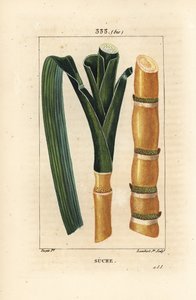 Jaloruoko - Sokeriruoko, Saccharum officinarum, varsi ja lehti. Lambert Juniorin käsinvärinen pistekuparikaiverrus Pierre Jean-Francois Turpinin piirustuksesta Chaumetonista, Poiret
