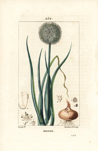 Sipuli - Sipuli, Allium cepa, kukka, lehti, sipuli ja juuret. Lambert Juniorin käsinvärinen pistekuparikaiverrus Pierre Jean-Francois Turpinin piirustuksesta Chaumetonista, Poiret