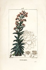 Orpin - Tavallinen kotipurjo, Sedum majus. Lambert Juniorin käsinvärinen pistekuparikaiverrus Pierre Jean-Francois Turpinin piirustuksesta Chaumetonista, Poiret