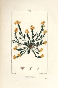 Orpin acre - Golden stonecrop, Sedum acre. Lambert Juniorin käsinvärinen pistekuparikaiverrus Pierre Jean-Francois Turpinin piirustuksesta Chaumetonista, Poiret