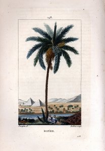 Palm a taatelit Taatelipalmu, Phoenix dactylifera, jossa näkyy hedelmiä ja lehtiä maisemaa vasten pyramidien ja joen kanssa. Dubois