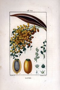 Palmun oksa taatelit - Taatelipalmu, Phoenix dactylifera, kypsät hedelmät oksalla ja yksittäiset hedelmät osassa. Lambertin käsinvärinen pistekuparikaiverrus Pierre Jean-Francois Turpinin piirustuksesta Chaumetonista, Poiret et Chamberet