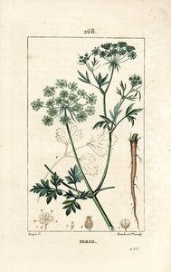 Persilja - Puutarhapersilja, Petroselinum crispum, kukilla, lehdillä, varrella, juurilla ja siemenillä. Lambert Juniorin käsinvärinen pistekuparikaiverrus Pierre Jean-Francois Turpinin piirroksesta Chaumetonista, Poiret