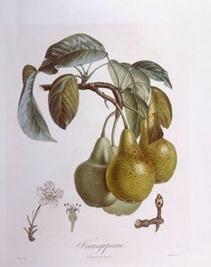 Päärynät, Henry Louis Duhamel du Monceau, kasvitieteellinen levy tekijältä Pierre Jean Francois Turpin