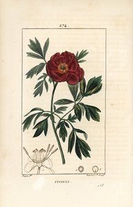 Peony officinale - Euroopan pioni, Paeonia officinalis, kukka, lehti ja kukkaosien ääriviivat. Lambert Juniorin käsinvärinen pistekuparikaiverrus Pierre Jean-Francois Turpinin piirroksesta Chaumetonista, Poiret