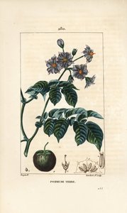 Peruna (peruna) - Peruna, Solanum tuberosum, kukka, lehti, varsi ja hedelmä. Lambert Juniorin käsinvärinen pistekuparikaiverrus Pierre Jean-Francois Turpinin piirroksesta Chaumetonista, Poiret