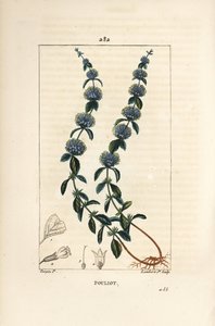 Pouliot Mint - Pennyroyal minttu, Mentha pulegium, kukka, lehti, varsi, juuri ja siemen. Lambert Juniorin käsinvärinen pistekuparikaiverrus Pierre Jean-Francois Turpinin piirroksesta Chaumetonista, Poiret