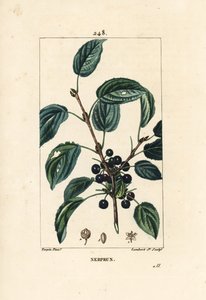 Purgatiivinen tyrni, katarsinen tyrni tai virallinen tyrni - Purging tyrni, Rhamnus cathartica. Lambert Juniorin käsinvärinen pistekuparikaiverrus Pierre Jean-Francois Turpinin piirustuksesta Chaumetonista, Poiret