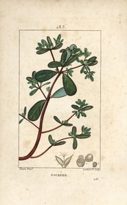 Purslane, Porcelaani, Porculaca oleracea, lehtiä, varsia ja kukkia. Lambert Juniorin käsinvärinen pistekuparikaiverrus Pierre Jean-Francois Turpinin piirroksesta Chaumetonista, Poiret