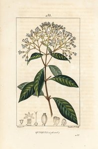 Quinquina - kiniini tai perulainen kuoripuu, Cinchona officinalis, kukka, oksa, lehti ja siemen. Lambert Juniorin käsinvärinen pistekuparikaiverrus Pierre Jean-Francois Turpinin piirustuksesta Chaumetonista, Poiret