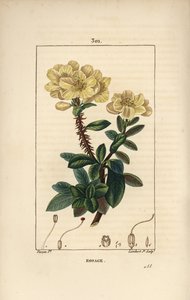 Rhododendron geant - Rosebay, Hymenanthes maxima (Rhododendron maksimi), kukka, piikikäs varsi, lehtiä ja siemeniä. Lambert Juniorin käsinvärinen pistekuparikaiverrus Pierre Jean-Francois Turpinin piirustuksesta Chaumetonista, Poiret