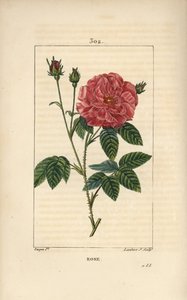Rose de France tai Rose de Provins - Rose, Rosa gallica, silmulla, kukkalla, lehdellä ja piikikäs varsi. Lambert Juniorin käsinvärinen pistekuparikaiverrus Pierre Jean-Francois Turpinin piirustuksesta Chaumetonista, Poiret