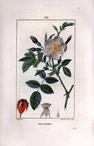Ruusunmarjan oksa marjalla (ruusunmarjat tai ruusunmarjat) ja ruusu - Villi briar rose, Rosa canina, kukka, silmu ja ruusunmarja. Lambert Juniorin käsinvärinen pistekuparikaiverrus Pierre Jean-Francois Turpinin piirroksesta Chaumetonista, Poiret