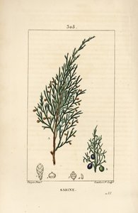 Sabiinikataja, Juniperus sabina, marjalla, lehdellä, varrella ja siemenellä. Lambert Juniorin käsinvärinen pistekuparikaiverrus Pierre Jean-Francois Turpinin piirustuksesta Chaumetonista, Poiret