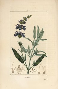 Sage officinale - Salvia officinalis, kukka, lehti, varsi ja siemen. Lambert Juniorin käsinvärinen pistekuparikaiverrus Pierre Jean-Francois Turpinin piirroksesta Chaumetonista, Poiret