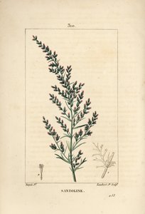 Sagebrush variete - madonsiemen tai tatarilainen eteläpuu, Artemisia santonicum. Lambert Juniorin käsinvärinen pistekuparikaiverrus Pierre Jean-Francois Turpinin piirroksesta Chaumetonista, Poiret