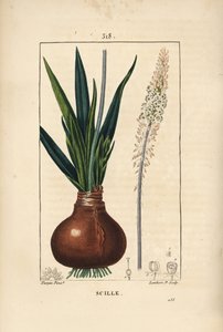 Merikiila, Drimia maritima, sipuli, lehti, varsi ja kukka. Lambert Juniorin käsinvärinen pistekuparikaiverrus Pierre Jean-Francois Turpinin piirustuksesta Chaumetonista, Poiret