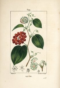 Smilax Variety - kiinalainen smilax, Smilax china, kukka, lonkero, lehti ja hedelmä. Lambert Juniorin käsinvärinen pistekuparikaiverrus Pierre Jean-Francois Turpinin piirustuksesta Chaumetonista, Poiret