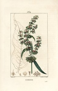 Spinard sorrel ou patience des moines - Patience Dock, Rumex patientia, jossa kukka, varsi, lehdet, siemenet ja lehtien ääriviivat. Lambert Juniorin käsinvärinen pistekuparikaiverrus Pierre Jean-Francois Turpinin piirustuksesta Chaumetonista, Poiret