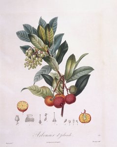 Mansikkapuu (Arbutus unedo), Henry Louis Duhamel du Monceau, Pierre Jean Francois Turpinin kasvitieteellinen levy