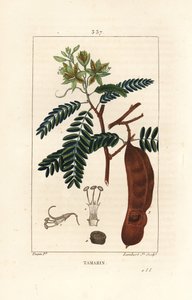 Tamarind - Tamarind, Tamarindus indica, kukka, lehti ja siemenpalko. Lambert Juniorin käsinvärinen pistekuparikaiverrus Pierre Jean-Francois Turpinin piirroksesta Chaumetonista, Poiret