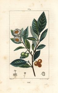 Theier - Tea, Camellia sinensis, jossa näkyy lehtiä, hedelmiä ja kukkia. Lambert Juniorin käsinvärinen pistekuparikaiverrus Pierre Jean-Francois Turpinin piirustuksesta Chaumetonista, Poiret