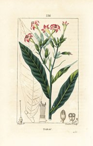 Tupakka - tupakka, Nicotiana tabacum. Lambert Juniorin käsinvärinen pistekuparikaiverrus Pierre Jean-Francois Turpinin piirustuksesta Chaumetonista, Poiret