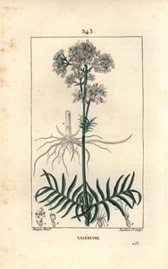 Valeriane of the Hills tai Valeriane pienillä lehdillä - Valerian, Valeriana officinalis, kukka, lehti, varsi ja juuri. Lambert Juniorin käsinvärinen pistekuparikaiverrus Pierre Jean-Francois Turpinin piirustuksesta Chaumetonista, Poiret