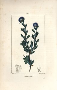 Pallomainen lajike - Kolmihampainen globularia, Globularia fruticosa. Lambert Juniorin käsinvärinen pistekuparikaiverrus Pierre Jean-Francois Turpinin piirroksesta Chaumetonista, Poiret