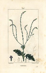 Verbena tai pyhä yrtti, Venuksen suonen tai noitayrtti - Verbena, Verbena officinalis. Lambert Juniorin käsinvärinen pistekuparikaiverrus Pierre Jean-Francois Turpinin piirroksesta Chaumetonista, Poiret