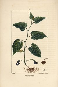 Virginia Snakeroot - Virginia Snakeroot, Aristolochia serpentaria, kukka, lehti, varsi, siemen ja juuri. Lambert Juniorin käsinvärinen pistekuparikaiverrus Pierre Jean-Francois Turpinin piirroksesta Chaumetonista, Poiret