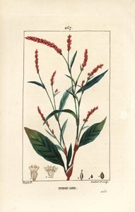 Vesipippuri knotwee - Vesipippuri, Persicaria hydropiper (Polygonum hydropiper), jossa kukka, varsi ja lehti. Lambert Juniorin käsinvärinen pistekuparikaiverrus Pierre Jean-Francois Turpinin piirustuksesta Chaumetonista, Poiret