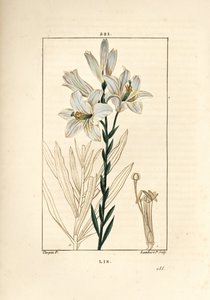 Valkoinen lilja tai madonna lilja - Valkoinen lilja, Lilium candidum. Lambert Juniorin käsinvärinen pistekuparikaiverrus Pierre Jean-Francois Turpinin piirustuksesta Chaumetonista, Poiret