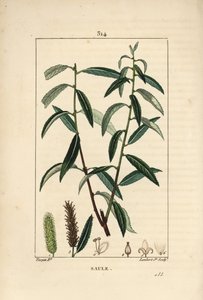 Valkoinen tai hopeapaju, valkoinen paju - Valkoinen paju, Salix alba, lehtiä, kukkia, uros- ja naaraskurkkuja, hedelmiä ja siemeniä. Lambert Juniorin käsinvärinen pistekuparikaiverrus Pierre Jean-Francois Turpinin piirustuksesta Chaumetonista, Poista tekijältä Pierre Jean Francois Turpin