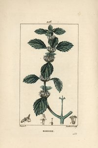 Valkoinen tai tavallinen marrube - Horehound, Marrubium vulgare. Lambert Juniorin käsinvärinen pistekuparikaiverrus Pierre Jean-Francois Turpinin piirustuksesta Chaumetonista, Poiret